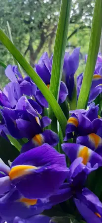 Букет из фиолетовых ирисов в шляпной коробке