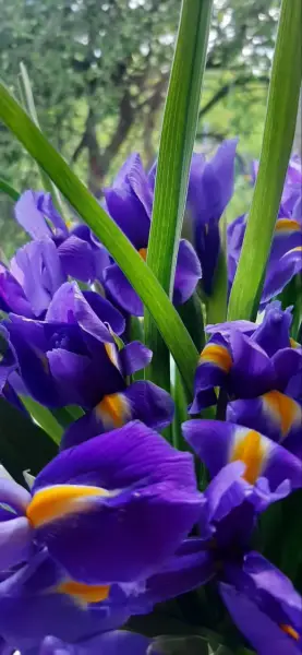 Букет из фиолетовых ирисов в шляпной коробке