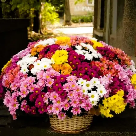 Корзина из разноцветных хризантем Сияние хризантем